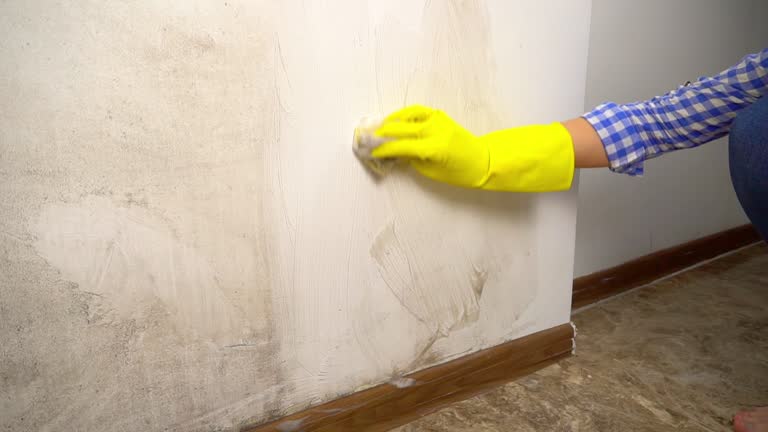 Best Dehumidification Services  in South Pasadena, FL