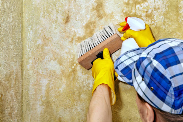 Best Attic Mold Removal  in South Pasadena, FL