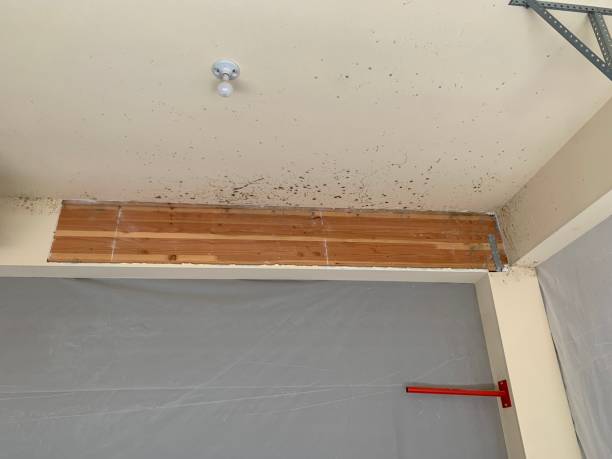 Best Environmental Consulting for Mold Prevention  in South Pasadena, FL