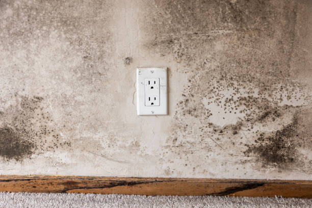 Best Emergency Mold Remediation  in South Pasadena, FL